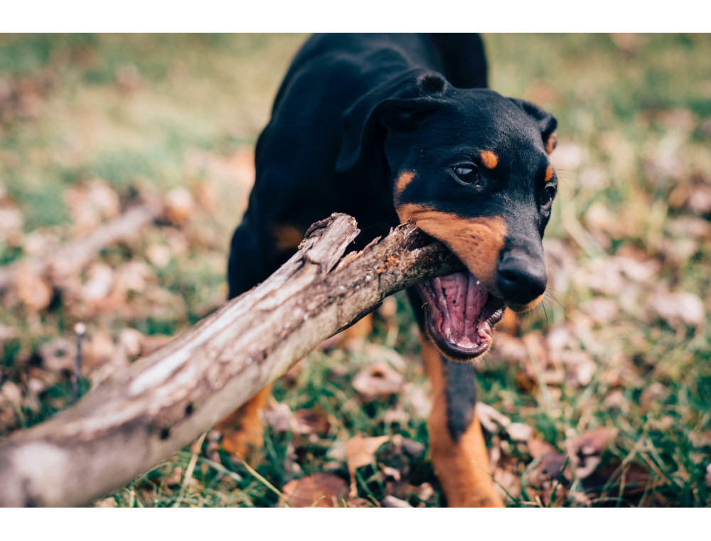 Perchè pulire le zampe del cane è importante